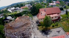 2024-07-14 19_52_14-Gniazdo bocianie _Kostek i Rika_ - Podkarpacie Kostarowce - YouTube – Maxthon.jpg