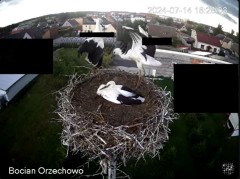 2024-07-14 22_47_41-Bocian Wojtek i jego rodzinka z Orzechowa - Żerkowsko-Czeszewski Park Krajobrazo.jpg