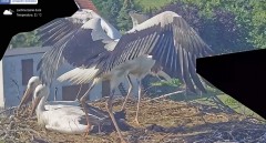 IMG_3250.jpeg