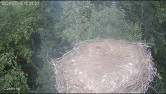 2024-07-16 19_46_00-Gniazdo bociana Czermna - YouTube – Maxthon.png