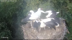 2024-07-16 19_45_28-Gniazdo bociana Czermna - YouTube – Maxthon.png