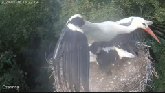 2024-07-16 19_45_37-Gniazdo bociana Czermna - YouTube – Maxthon.png