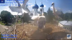 2024-07-16 19_55_24-Gniazdo Bocianie - Telewizja Sokółka [NA ŻYWO] _ IP Camera_ Stork's nest [LIVE] .png