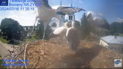 2024-07-16 19_55_29-Gniazdo Bocianie - Telewizja Sokółka [NA ŻYWO] _ IP Camera_ Stork's nest [LIVE] .png