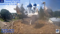 2024-07-16 19_55_59-Gniazdo Bocianie - Telewizja Sokółka [NA ŻYWO] _ IP Camera_ Stork's nest [LIVE] .png