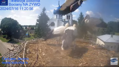 2024-07-16 19_56_06-Gniazdo Bocianie - Telewizja Sokółka [NA ŻYWO] _ IP Camera_ Stork's nest [LIVE] .png