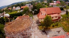 2024-07-16 21_14_58-Gniazdo bocianie _Kostek i Rika_ - Podkarpacie Kostarowce - YouTube – Maxthon.jpg