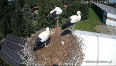2024-07-18 23_42_39-Bociany Ustroń - transmisja na żywo - YouTube – Maxthon.jpg
