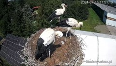 2024-07-18 23_42_55-Bociany Ustroń - transmisja na żywo - YouTube – Maxthon.jpg