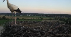 2024-07-20 20_49_59-Gniew BOCIAN BIAŁY - kamera na żywo WebCamera.pl – Maxthon.jpg
