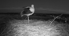2024-07-20 21_59_50-Gniew BOCIAN BIAŁY - kamera na żywo WebCamera.pl – Maxthon.jpg
