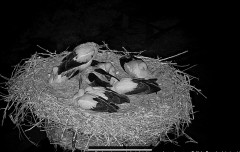 IMG_7004.jpeg