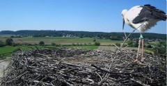 2024-07-21 09_30_58-Gniew BOCIAN BIAŁY - kamera na żywo WebCamera.pl – Maxthon.jpg