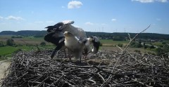 2024-07-21 11_50_05-Gniew BOCIAN BIAŁY - kamera na żywo WebCamera.pl – Maxthon.jpg