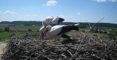 2024-07-21 11_50_54-Gniew BOCIAN BIAŁY - kamera na żywo WebCamera.pl – Maxthon.jpg
