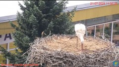 2024-07-21 18_07_02-Transmisja na żywo z gniazda rodziny bocianów w Borowiu, powiat garwoliński - Yo.jpg