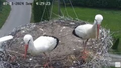 2024-07-21 21_30_48-Gniazdo bocianie na żywo. Posada Zarszyńska, Kamery.LIVE - YouTube – Maxthon.jpg