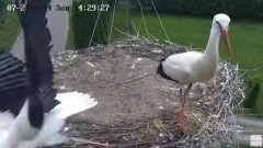 2024-07-21 21_30_52-Gniazdo bocianie na żywo. Posada Zarszyńska, Kamery.LIVE - YouTube – Maxthon.jpg