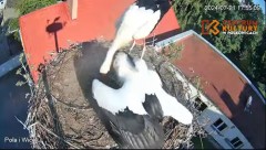 2024-07-21 22_52_23-Pola i Wicek - Bociany z Polkowic Live Stream - YouTube – Maxthon.jpg