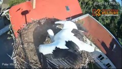 2024-07-21 22_52_34-Pola i Wicek - Bociany z Polkowic Live Stream - YouTube – Maxthon.jpg