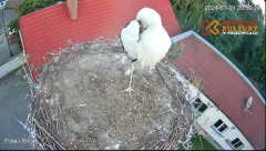 2024-07-21 22_52_50-Pola i Wicek - Bociany z Polkowic Live Stream - YouTube – Maxthon.jpg