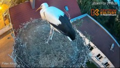 2024-07-21 22_52_53-Pola i Wicek - Bociany z Polkowic Live Stream - YouTube – Maxthon.jpg