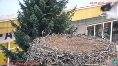 2024-07-22 19_18_57-Transmisja na żywo z gniazda rodziny bocianów w Borowiu, powiat garwoliński - Yo.jpg