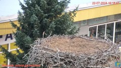 2024-07-22 19_19_07-Transmisja na żywo z gniazda rodziny bocianów w Borowiu, powiat garwoliński - Yo.jpg
