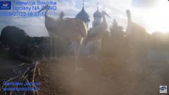 2024-07-22 19_36_34-Gniazdo Bocianie - Telewizja Sokółka [NA ŻYWO] _ IP Camera_ Stork's nest [LIVE] .jpg