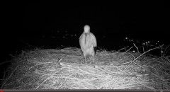 2024-07-23 22_41_17-2024-07-23 22_22_37-Gniew BOCIAN BIAŁY - kamera na żywo WebCamera.pl – Maxthon.j.jpg