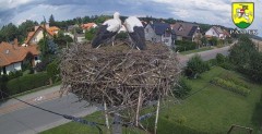 2024-07-24 13_06_57-BOCIANY kamera na żywo z gniazda w Pasłęku – Maxthon.jpg