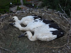 IMG_8001.jpeg