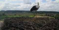 2024-07-25 10_30_53-Gniew BOCIAN BIAŁY - kamera na żywo WebCamera.pl – Maxthon.jpg