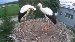 2024-07-25 21_08_28-#Gniazdo #Bocian #nażywo #nature #kamera #Zambrow #WhiteStork #nest #ptaki #pola.jpg