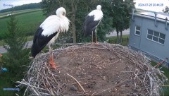 2024-07-25 21_08_50-#Gniazdo #Bocian #nażywo #nature #kamera #Zambrow #WhiteStork #nest #ptaki #pola.jpg