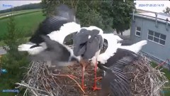 2024-07-25 21_11_03-#Gniazdo #Bocian #nażywo #nature #kamera #Zambrow #WhiteStork #nest #ptaki #pola.jpg