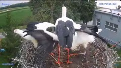 2024-07-25 21_11_14-#Gniazdo #Bocian #nażywo #nature #kamera #Zambrow #WhiteStork #nest #ptaki #pola.jpg