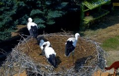 IMG_7966.jpeg