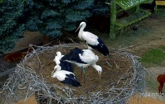 IMG_7977.jpeg
