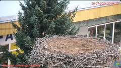 2024-07-26 21_11_53-Transmisja na żywo z gniazda rodziny bocianów w Borowiu, powiat garwoliński - Yo.jpg