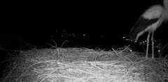 IMG_8559.jpeg