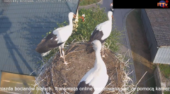 2024-07-27 18_20_49-Bociany - transmisja online – Maxthon.png