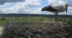 2024-07-29 11_19_33-Gniew BOCIAN BIAŁY - kamera na żywo WebCamera.pl – Maxthon.jpg