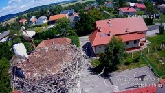 2024-07-29 18_01_52-Gniazdo bocianie _Kostek i Rika_ - Podkarpacie Kostarowce - YouTube – Maxthon.jpg