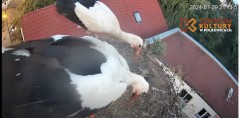 IMG_0106.jpeg