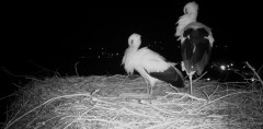 IMG_0120.jpeg