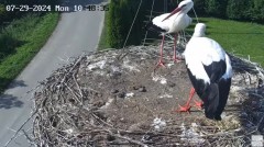 2024-07-29 22_29_58-Gniazdo bocianie na żywo. Posada Zarszyńska, Kamery.LIVE - YouTube – Maxthon.jpg