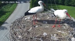 2024-07-29 22_30_10-Gniazdo bocianie na żywo. Posada Zarszyńska, Kamery.LIVE - YouTube – Maxthon.jpg