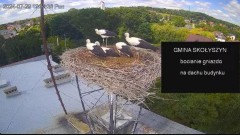 2024-07-29 23_04_17-[stimotion.pl] Bociany w Skołyszynie - YouTube – Maxthon.jpg