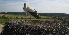 2024-07-31 17_07_50-Gniew BOCIAN BIAŁY - kamera na żywo WebCamera.pl – Maxthon.png